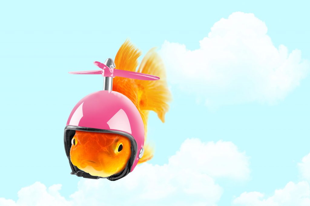 Goldfisch, der einen Helm trägt